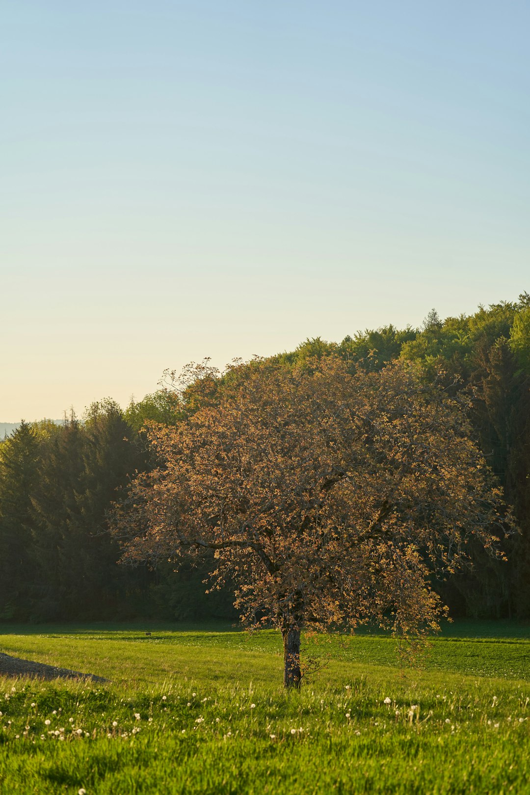 green trees on green grass field during daytime