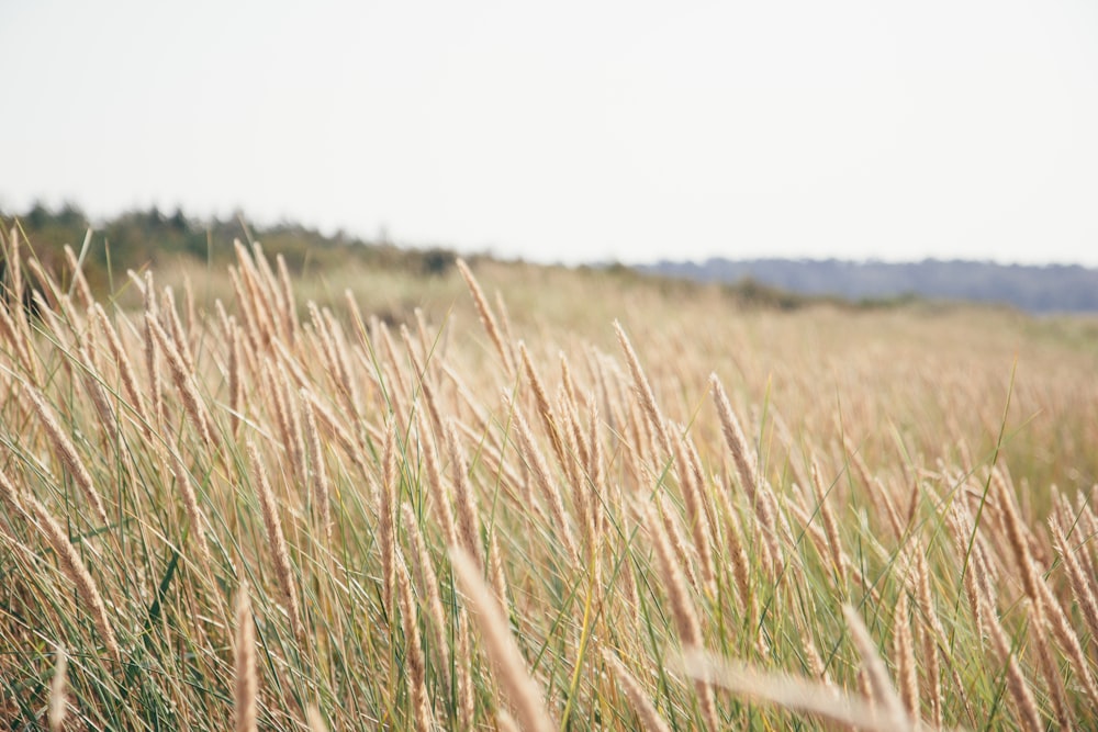 brown wheat field during daytime