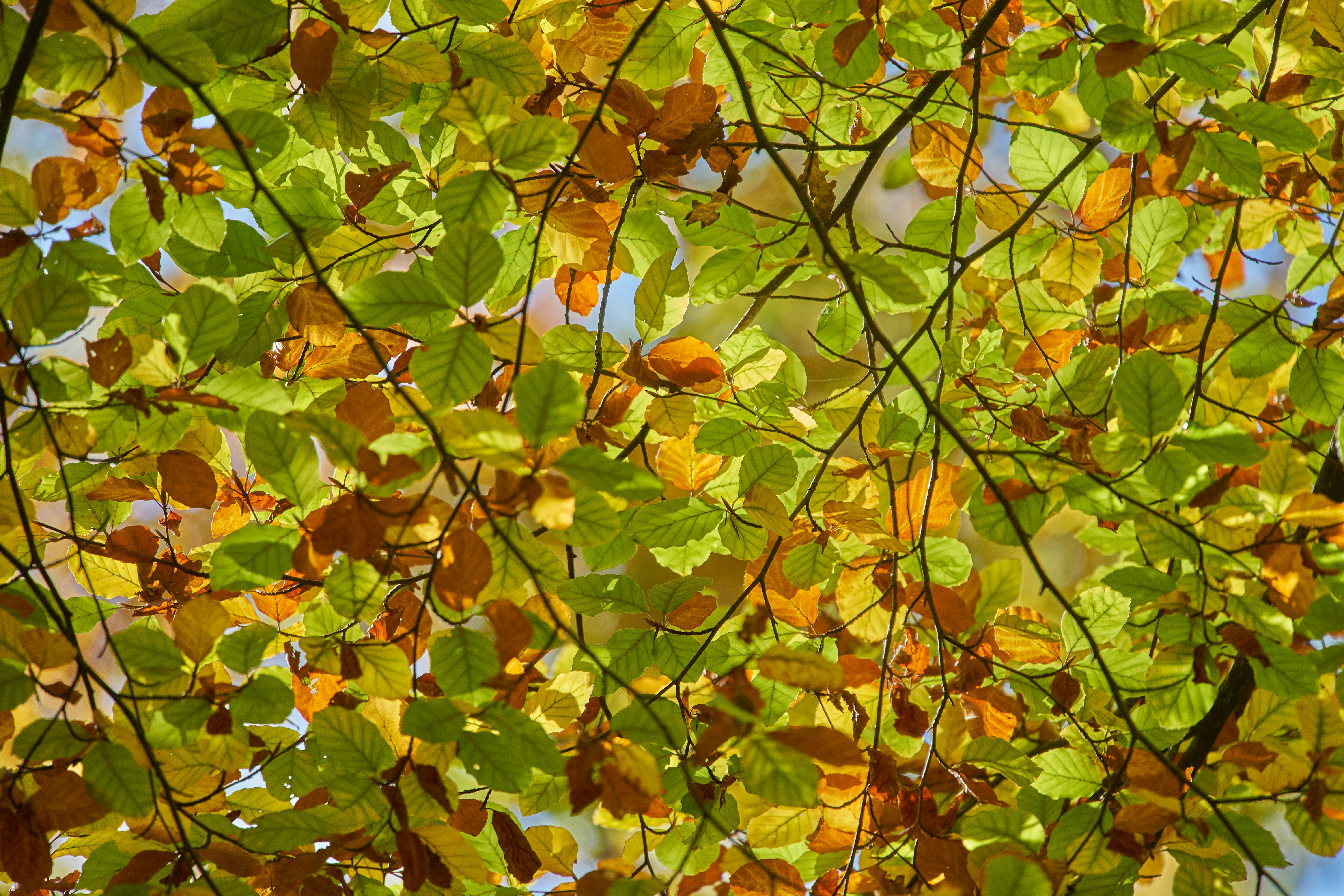 Photo by wolfgang_hasselmann