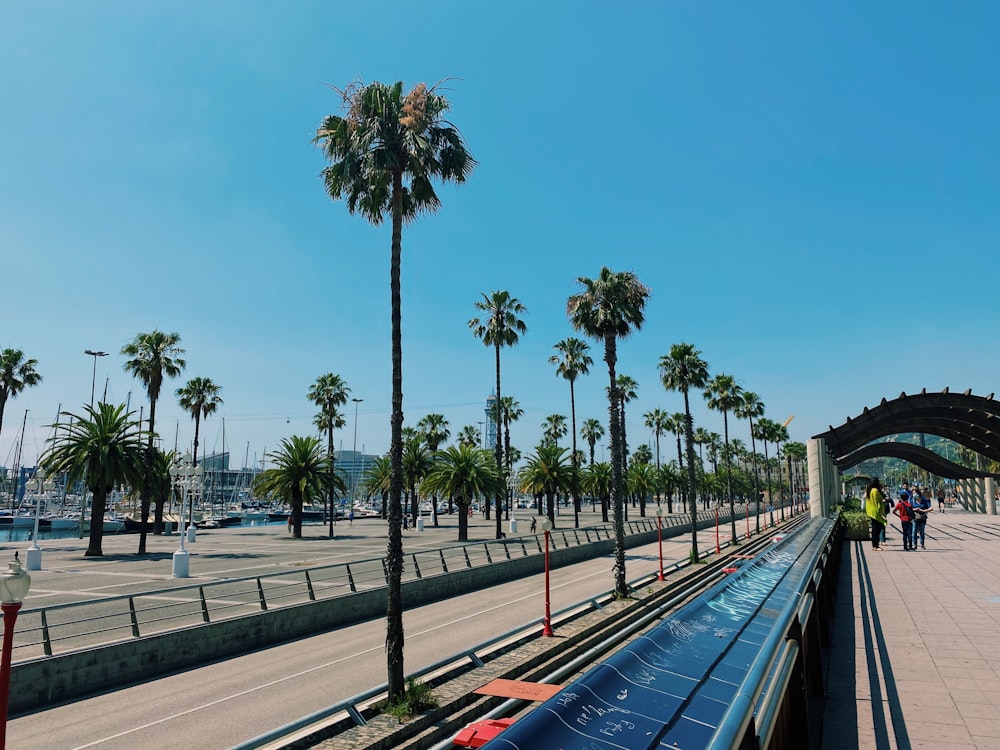 green palm trees near road during daytime