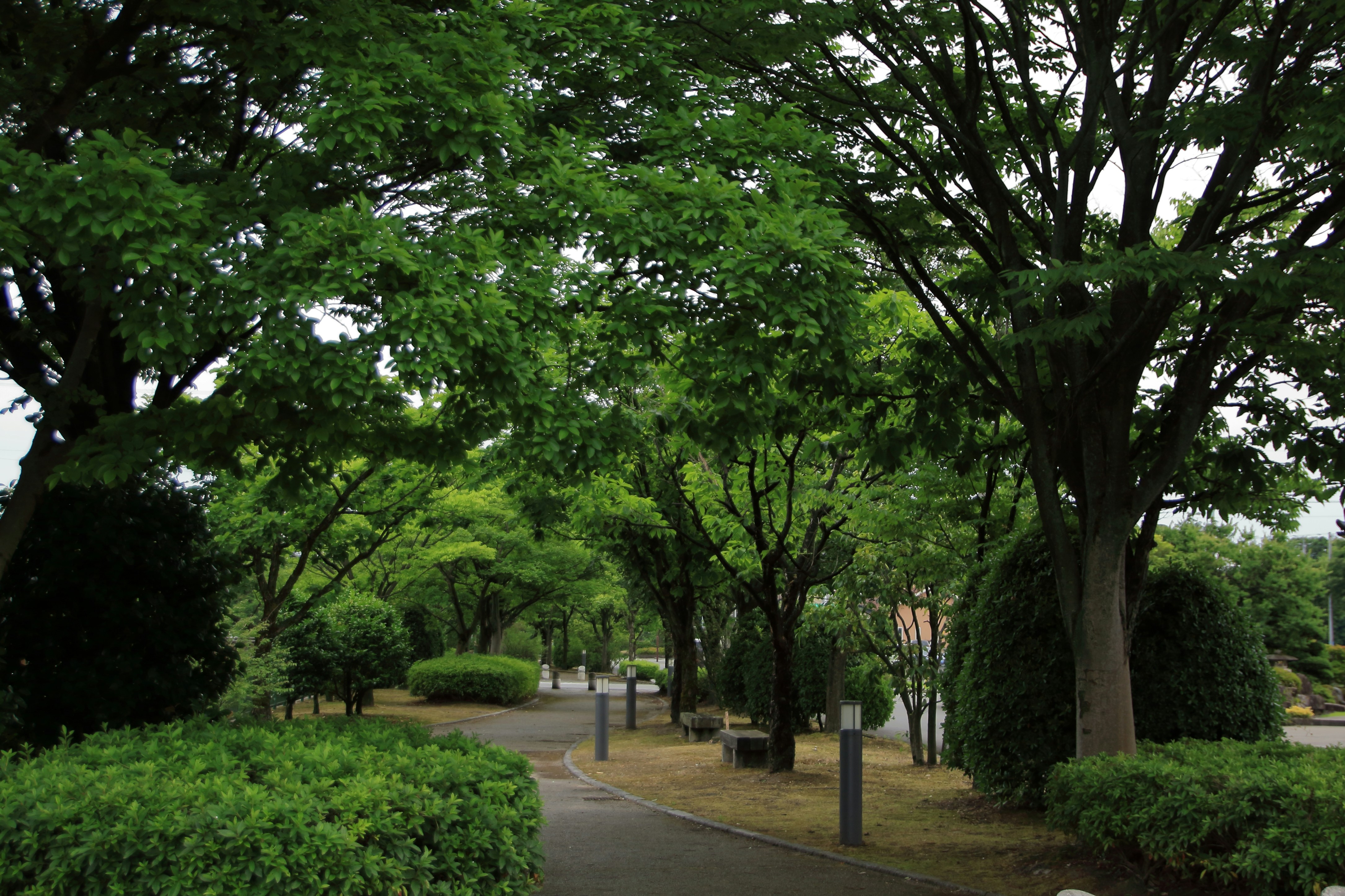 公園の遊歩道