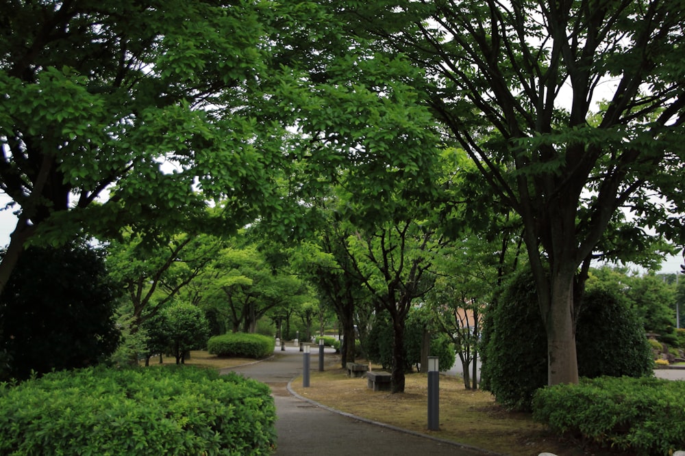 green trees on gray concrete pathway