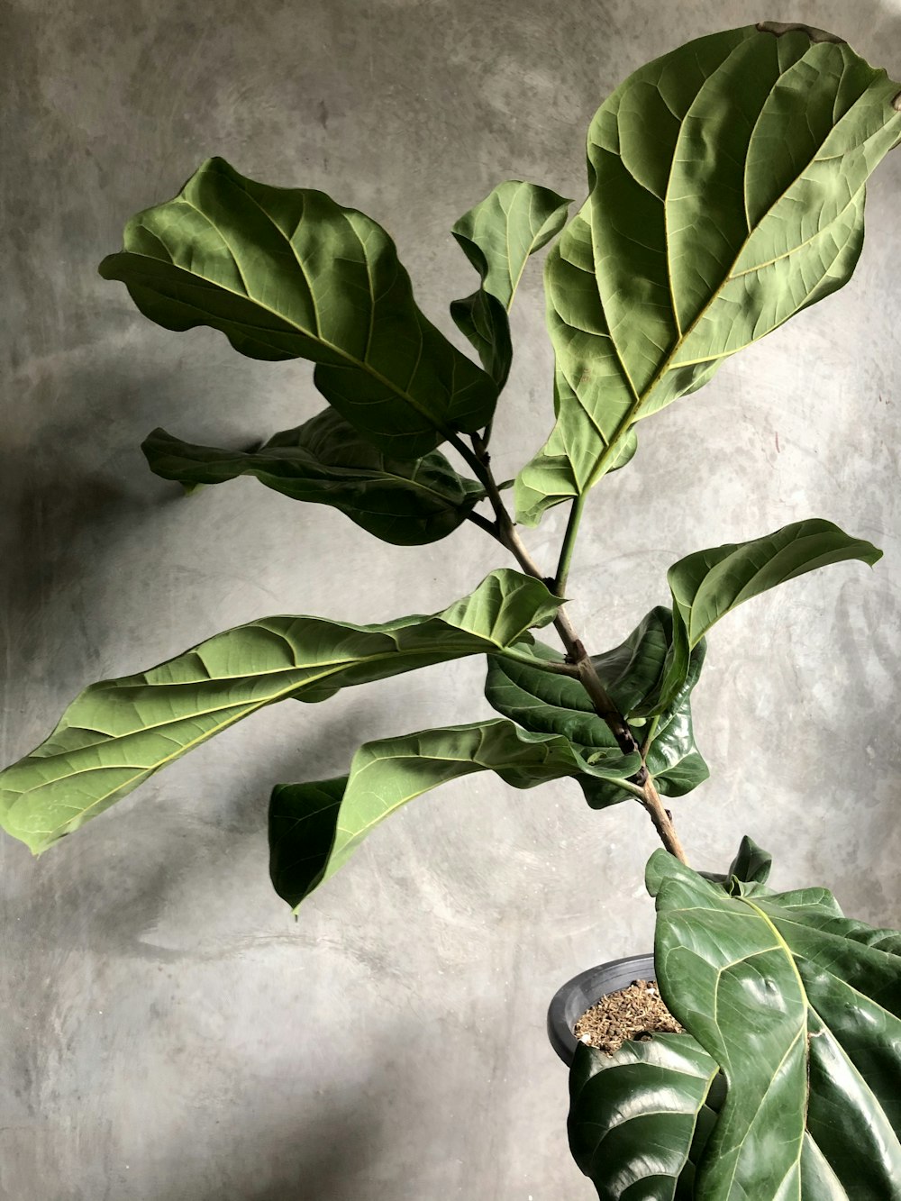 green plant on black pot