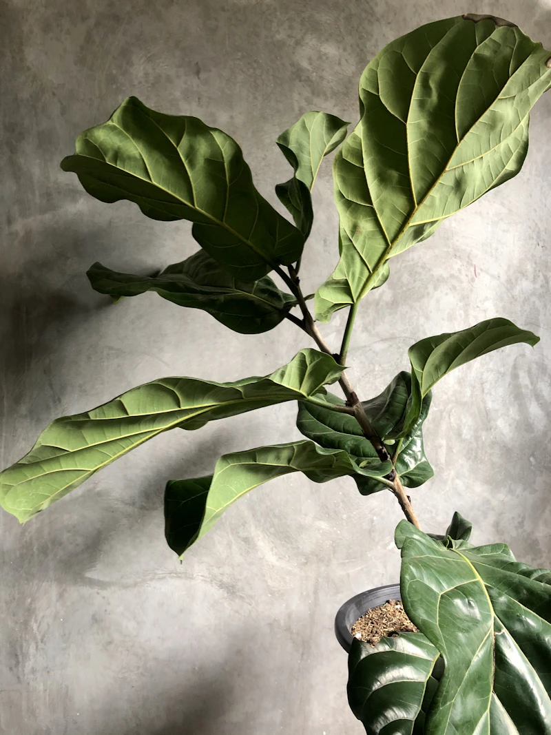 Fiddle Leaf Fig in a ceramic pot