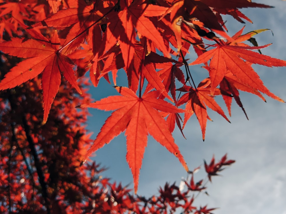 red leaves in tilt shift lens