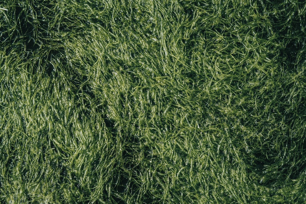 a close up of a green grass texture