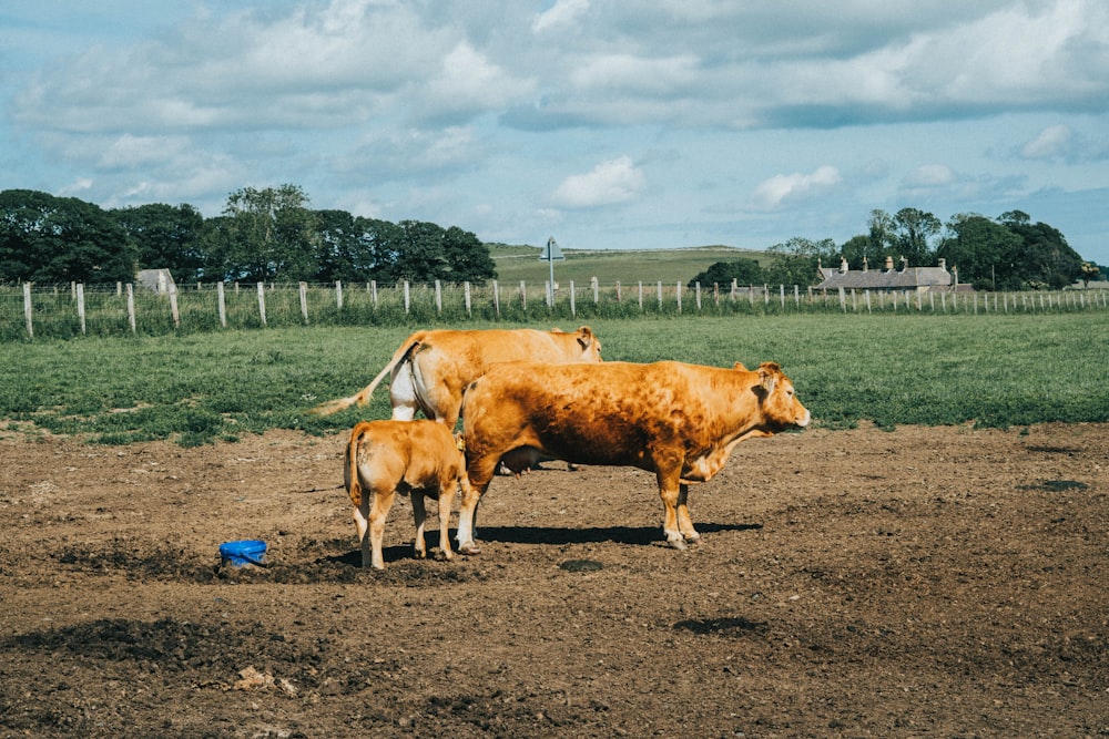 a couple of brown cows standing on top of a dirt field