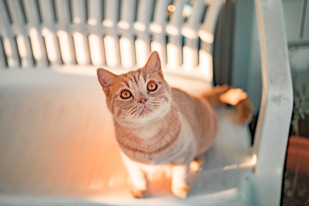 brown and white cat on white radiator heater