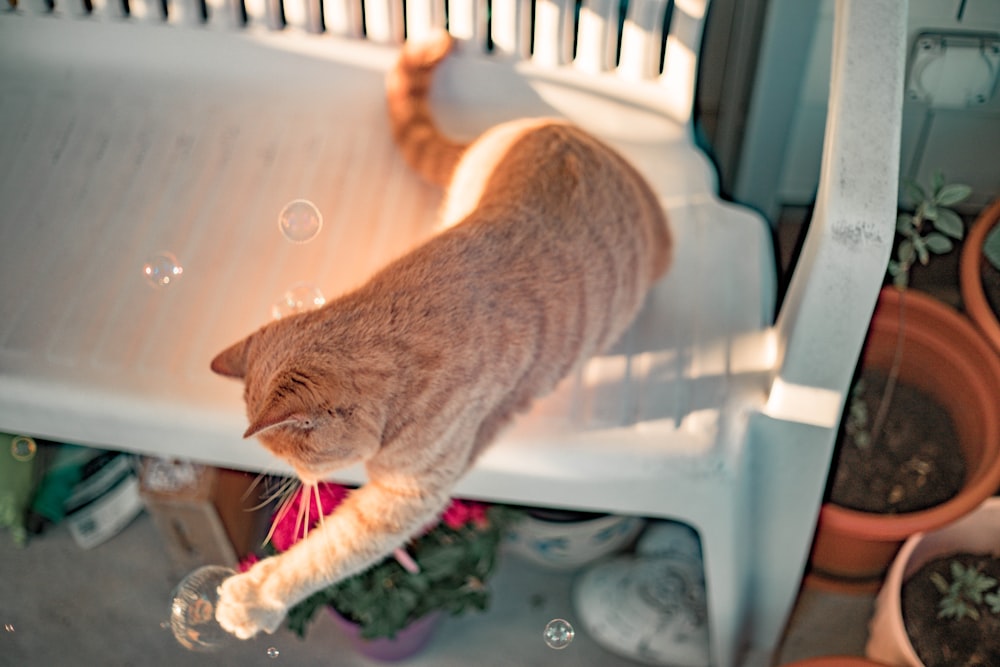 orange tabby cat on white table