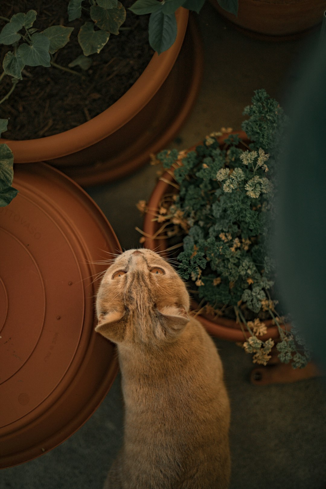 orange tabby cat on brown clay pot
