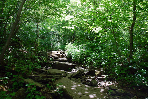 A vibrant forest trail winding through lush greenery under a bright sky, inviting eco-travelers to explore.