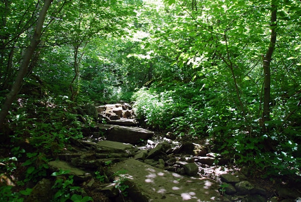 A peaceful trail through lush greenery leading to hidden spots in the natural landscape.