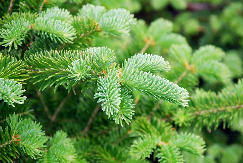 green fern plant in close up photography