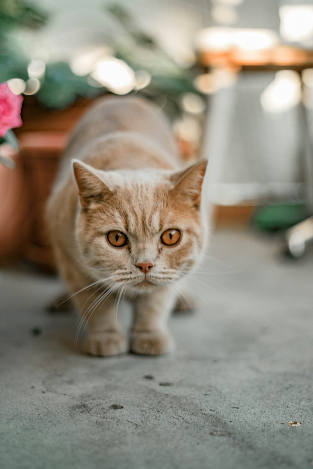 orange tabby cat on gray floor
