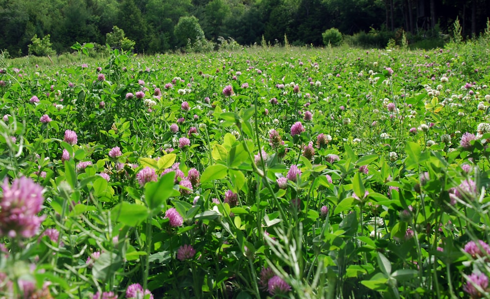 purple flower field during daytime