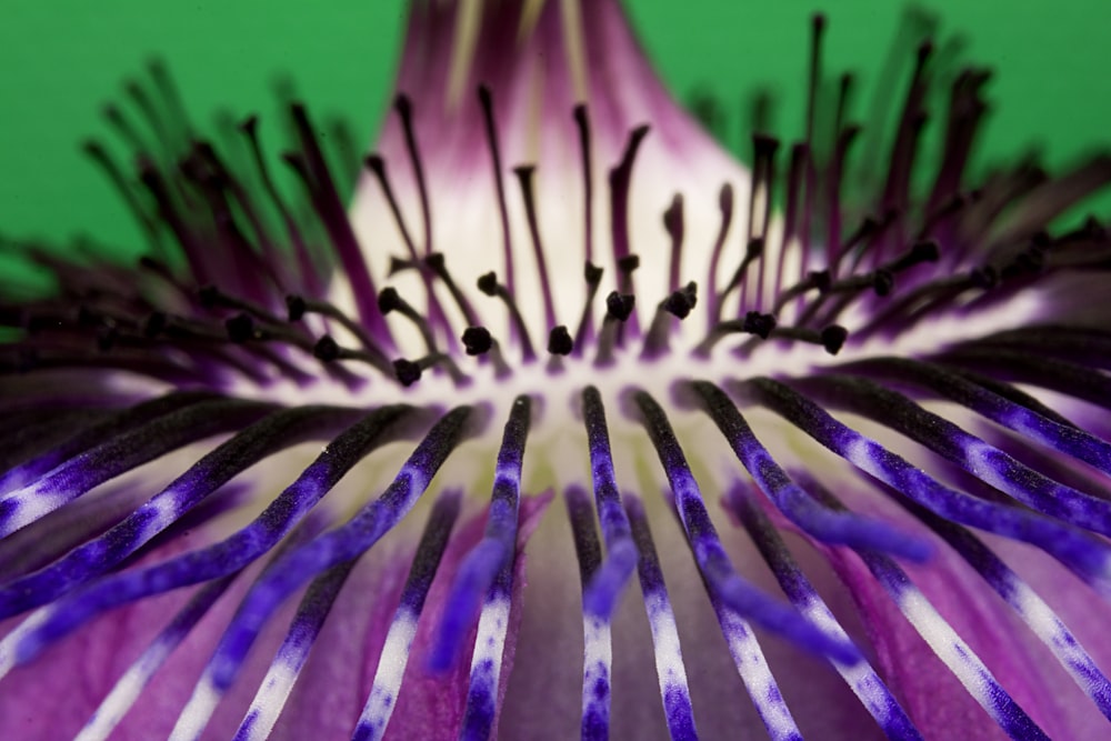 pink and green flower in macro photography