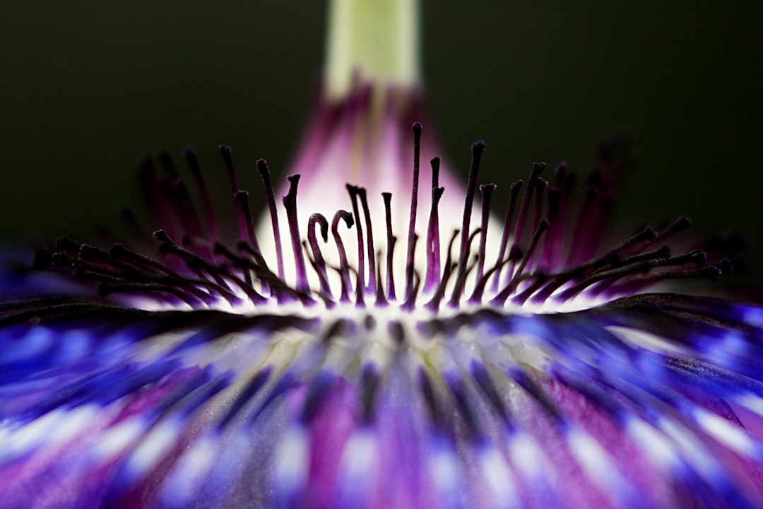purple and green flower in close up photography