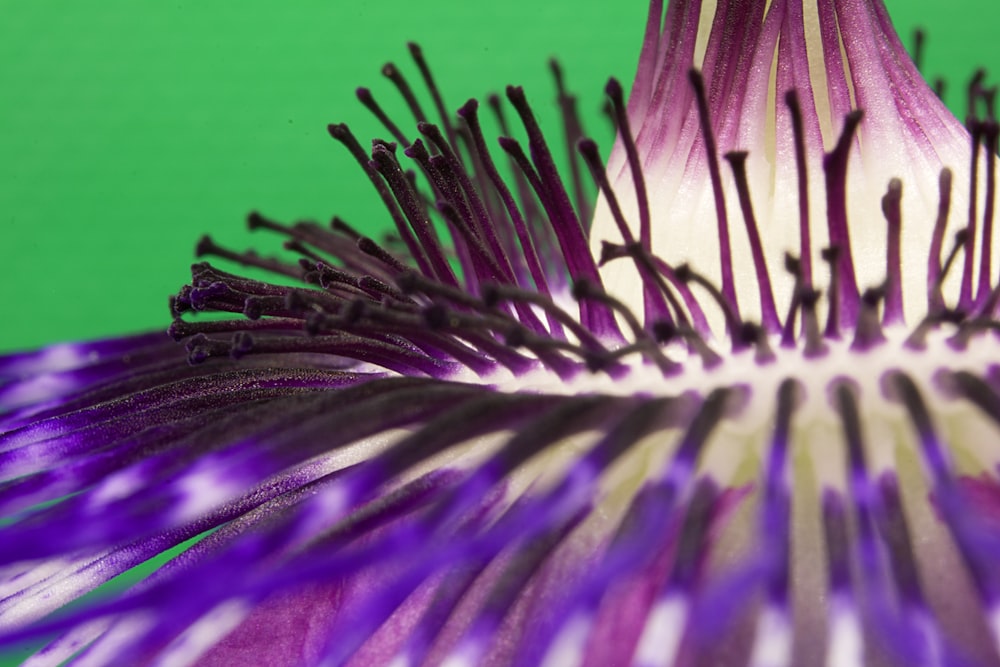 green and white plant in close up photography