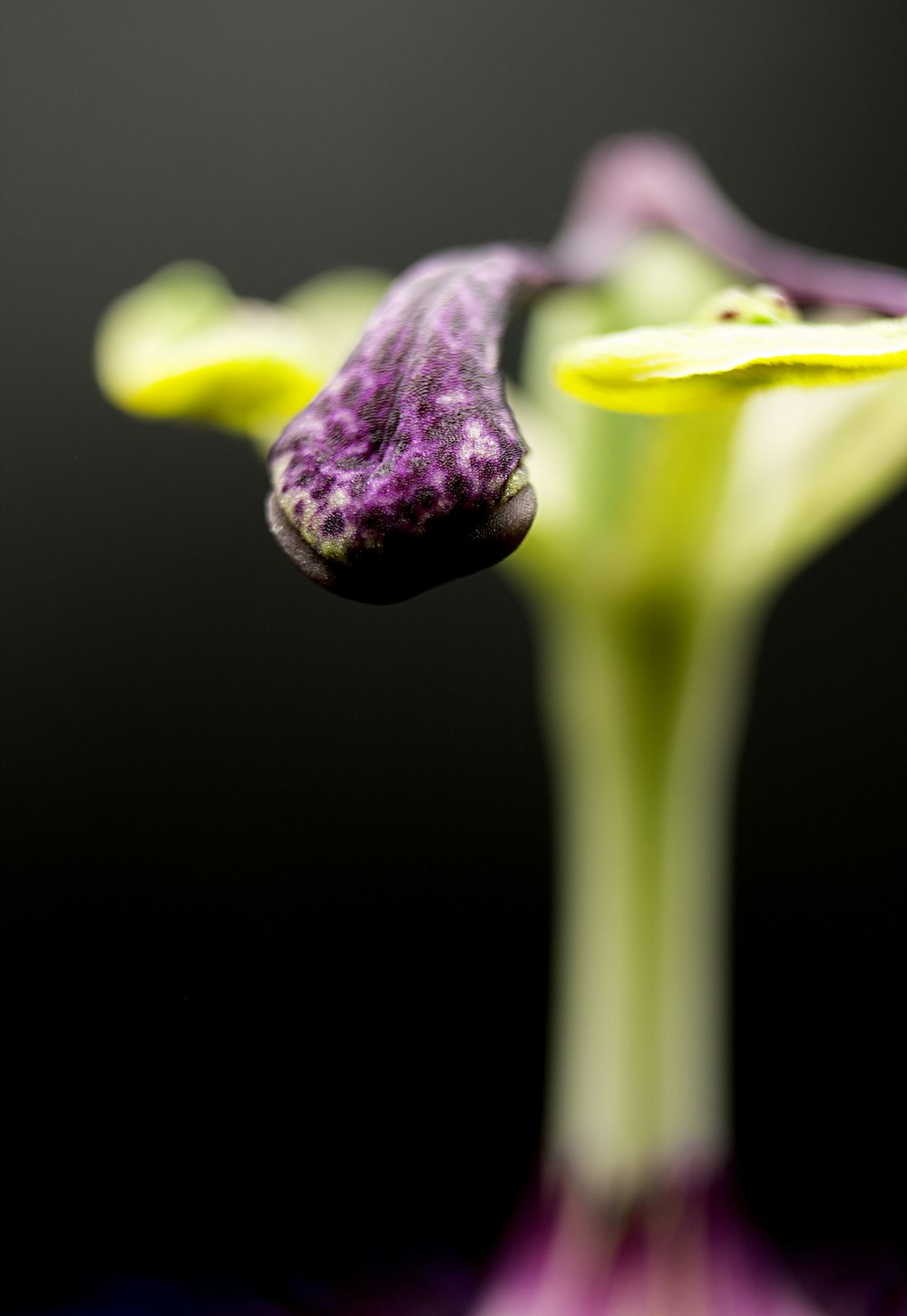 purple flower bud in close up photography