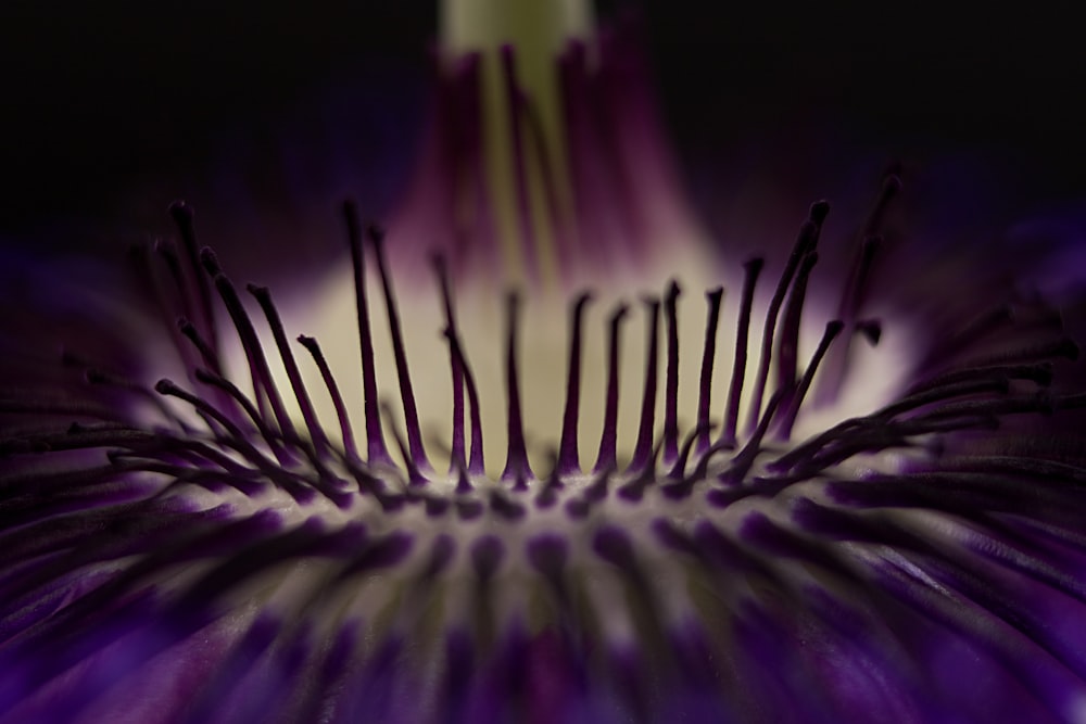 purple and white flower in macro lens