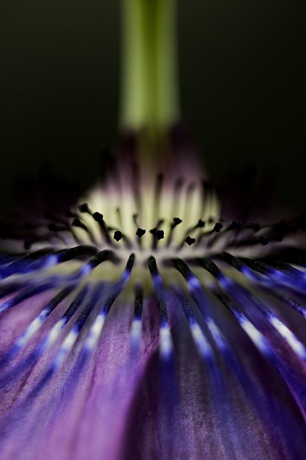 flor roxa e branca na fotografia de perto