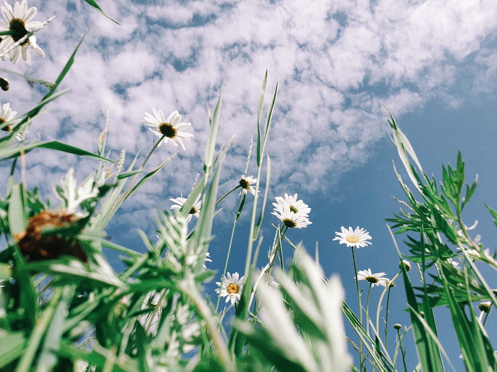 white daisy flowers under white clouds during daytime