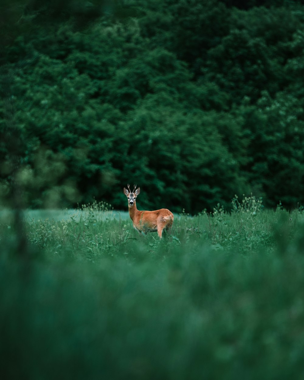 brown deer on green grass field during daytime