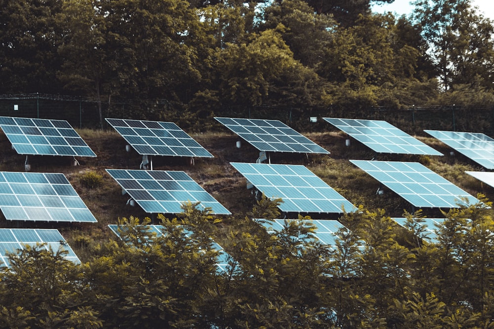 blue solar panels on green trees during daytime