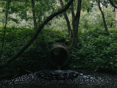 A circular drainage pipe nestled within a dense forest expels water into a dark, foamy pool. The surrounding area is lush with thick green foliage and towering trees, creating a secluded, natural atmosphere.
