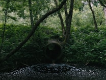 A circular drainage pipe nestled within a dense forest expels water into a dark, foamy pool. The surrounding area is lush with thick green foliage and towering trees, creating a secluded, natural atmosphere.