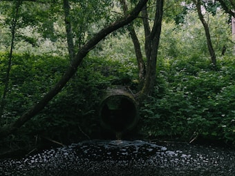A circular drainage pipe nestled within a dense forest expels water into a dark, foamy pool. The surrounding area is lush with thick green foliage and towering trees, creating a secluded, natural atmosphere.