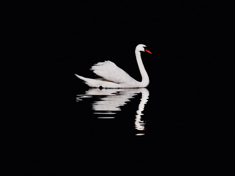 white swan on water during daytime