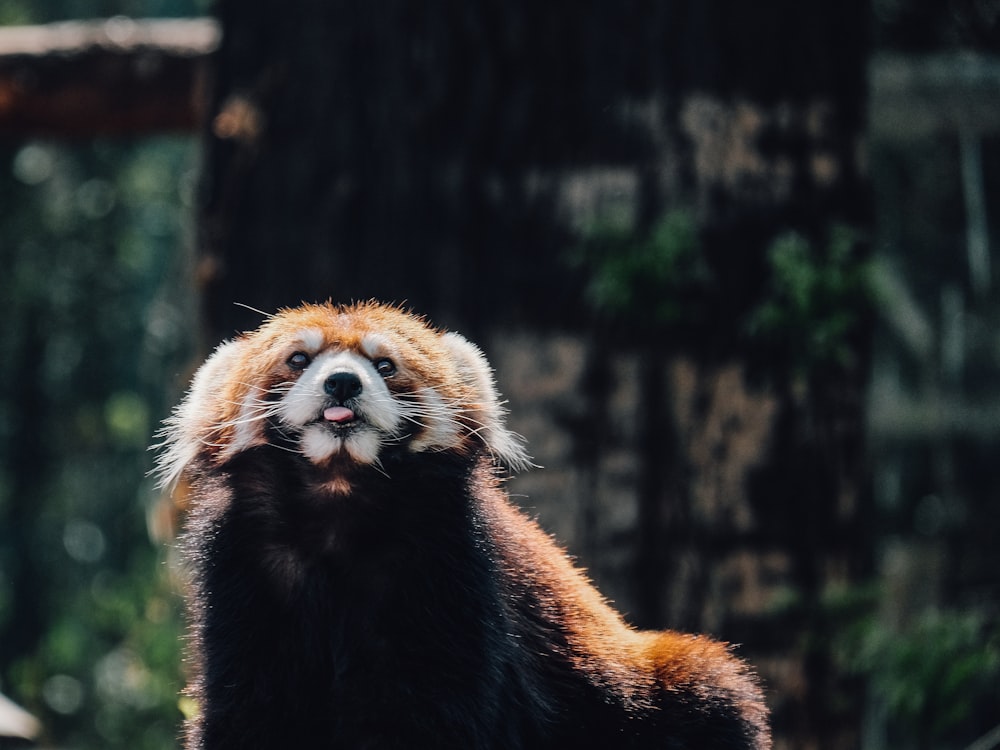 red panda on tree branch during daytime