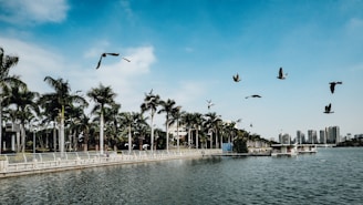 A park by a waterfront with palm trees lining a pathway, birds flying above, and distant city buildings under a clear blue sky.