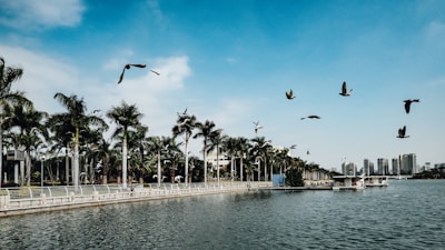 A park by a waterfront with palm trees lining a pathway, birds flying above, and distant city buildings under a clear blue sky.