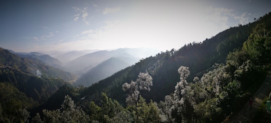 green trees on mountain under blue sky during daytime in Shimla India