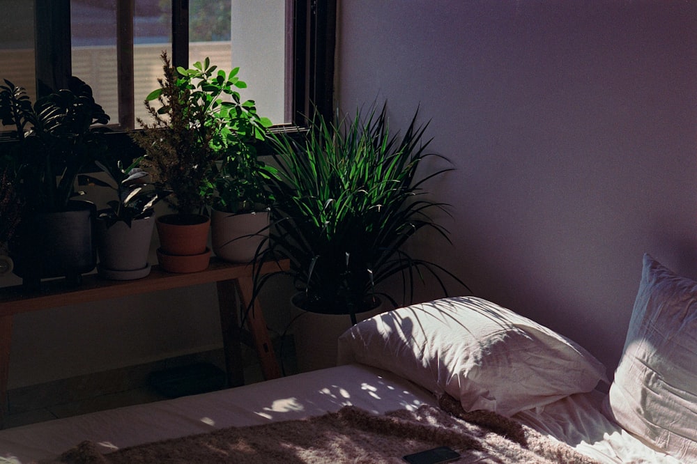 green plant on brown wooden table