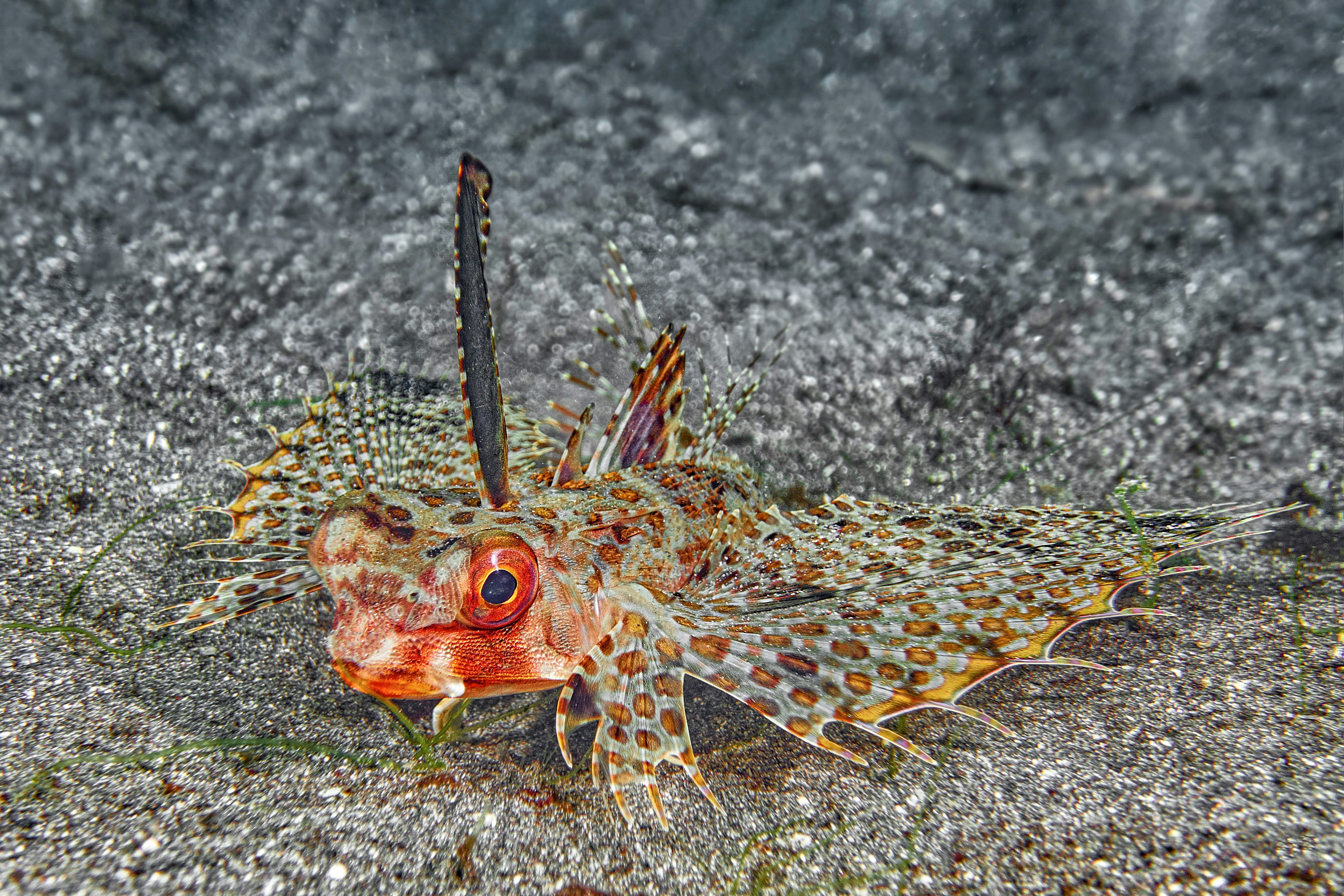 brown and white dragon on gray rock