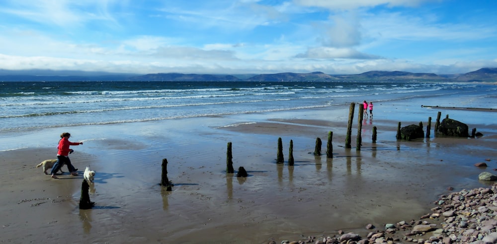 brown wooden post on sea shore during daytime