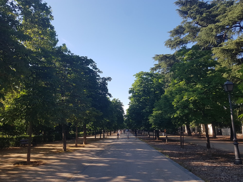 gray concrete pathway between green trees during daytime