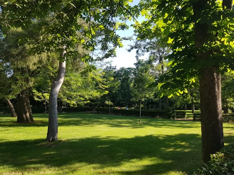 green grass field with trees during daytime