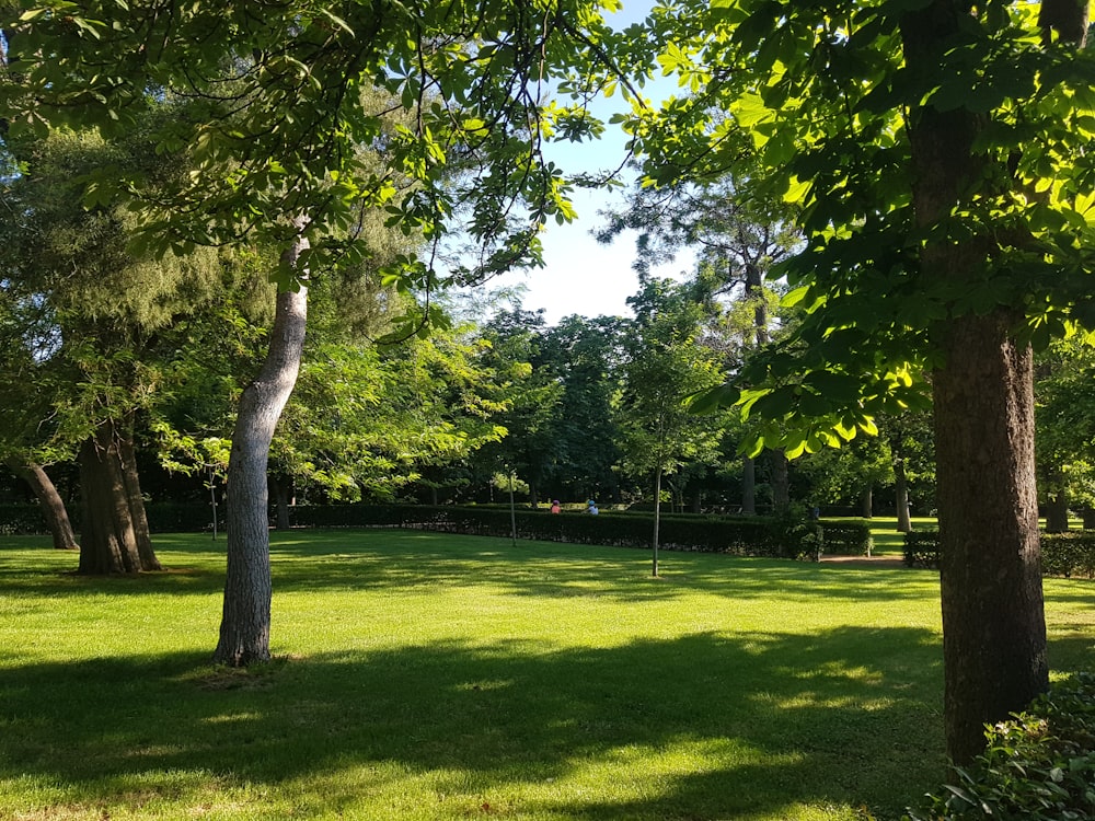 green grass field with trees during daytime