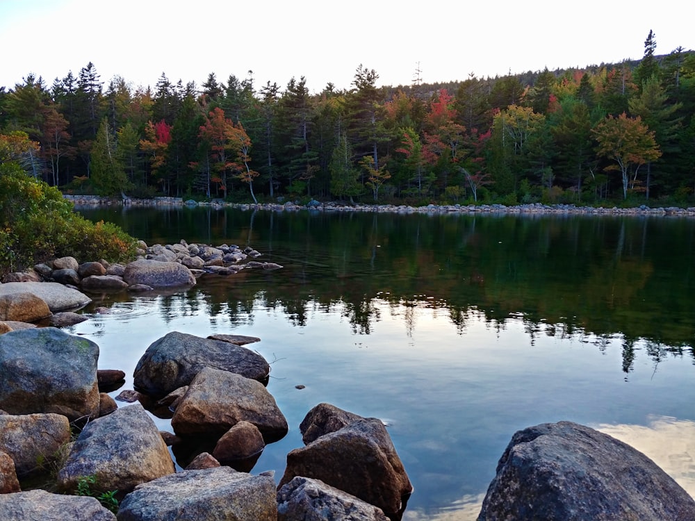 green trees beside body of water during daytime