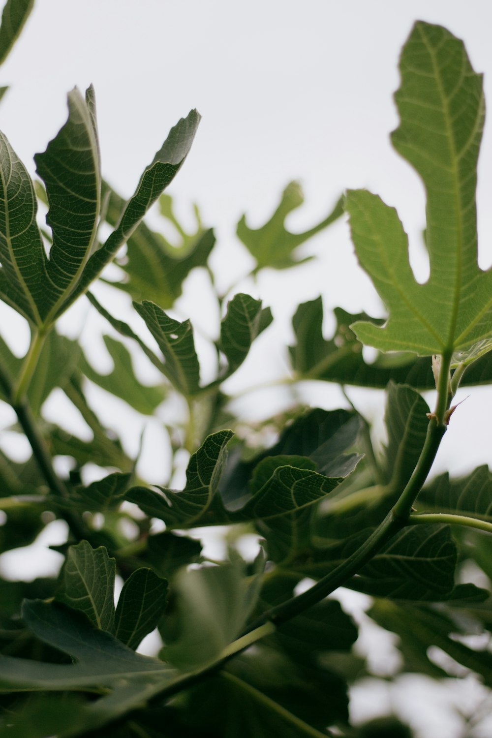 green leaves in close up photography