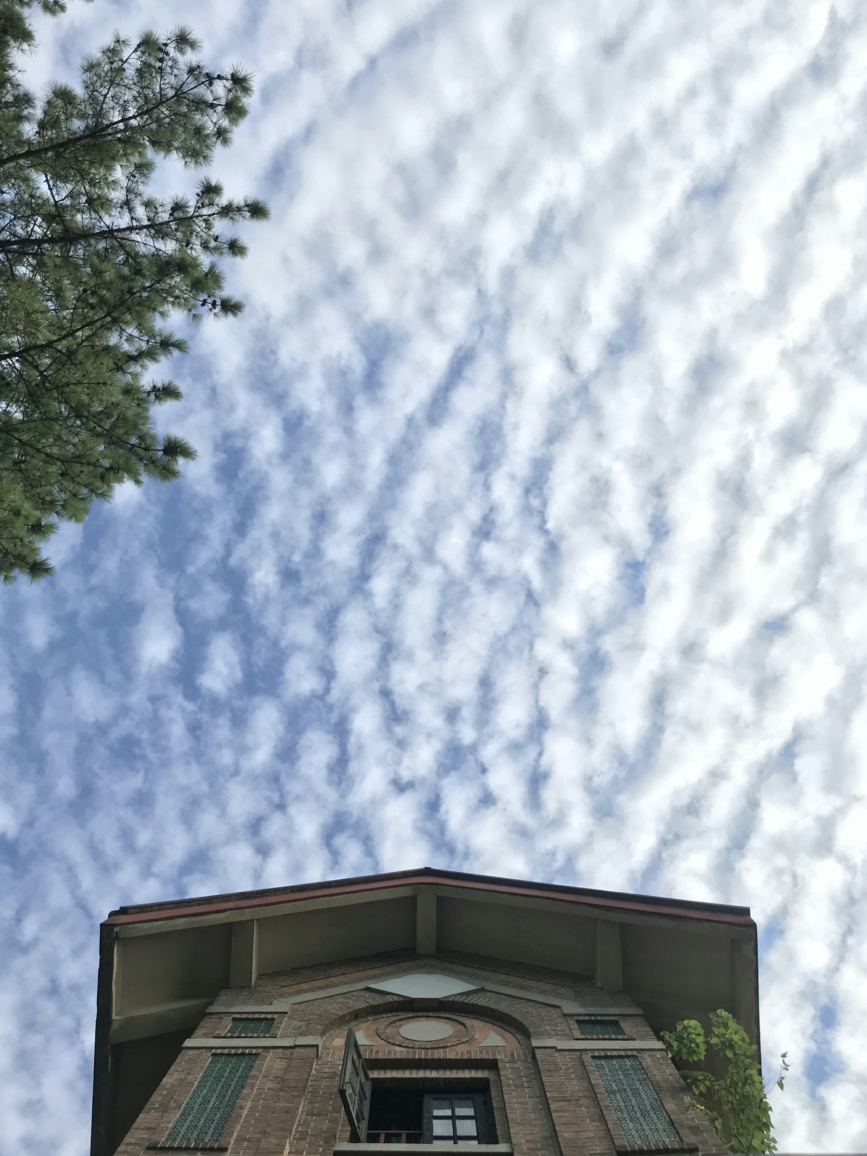 green tree under blue sky during daytime