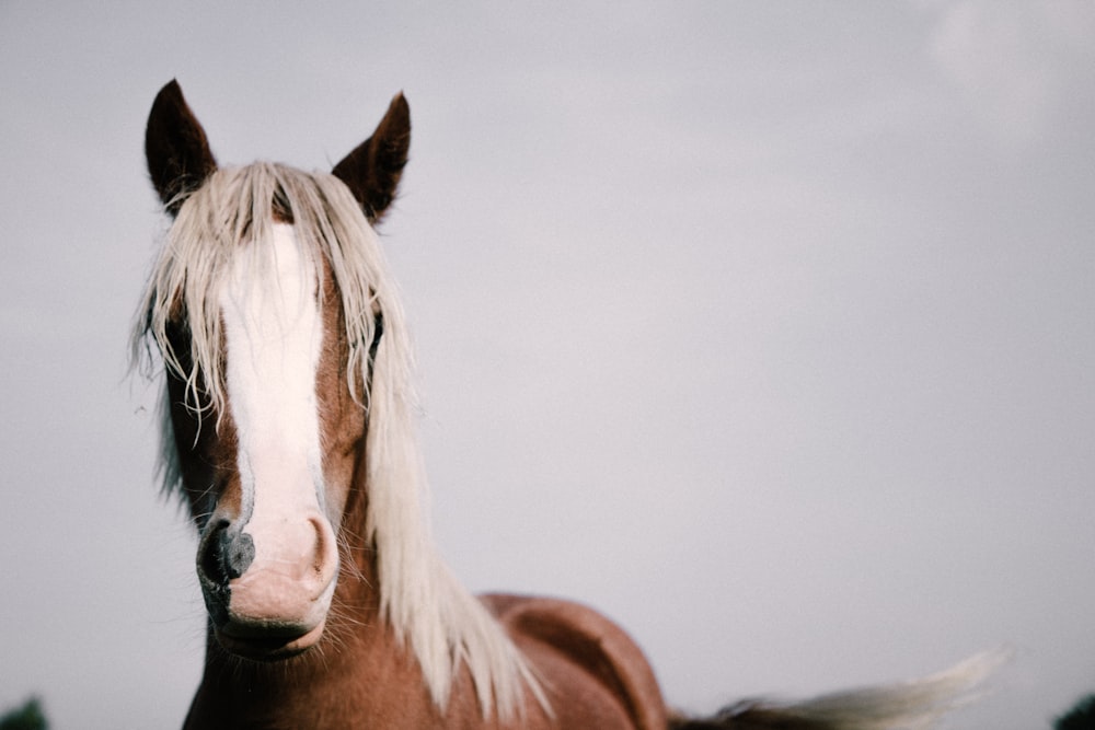 クローズアップ写真の茶色と白の馬