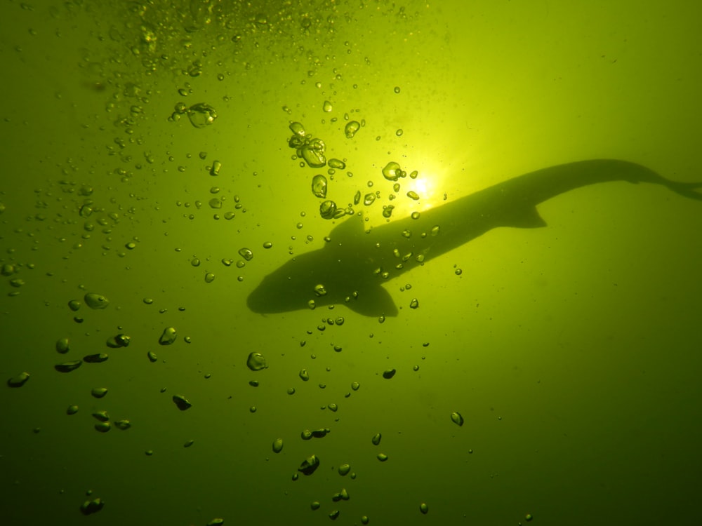 black and white whale under water