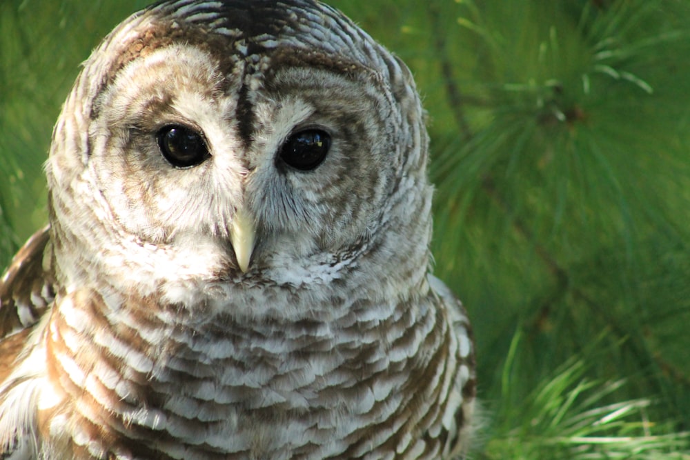 brown and white owl on green grass during daytime