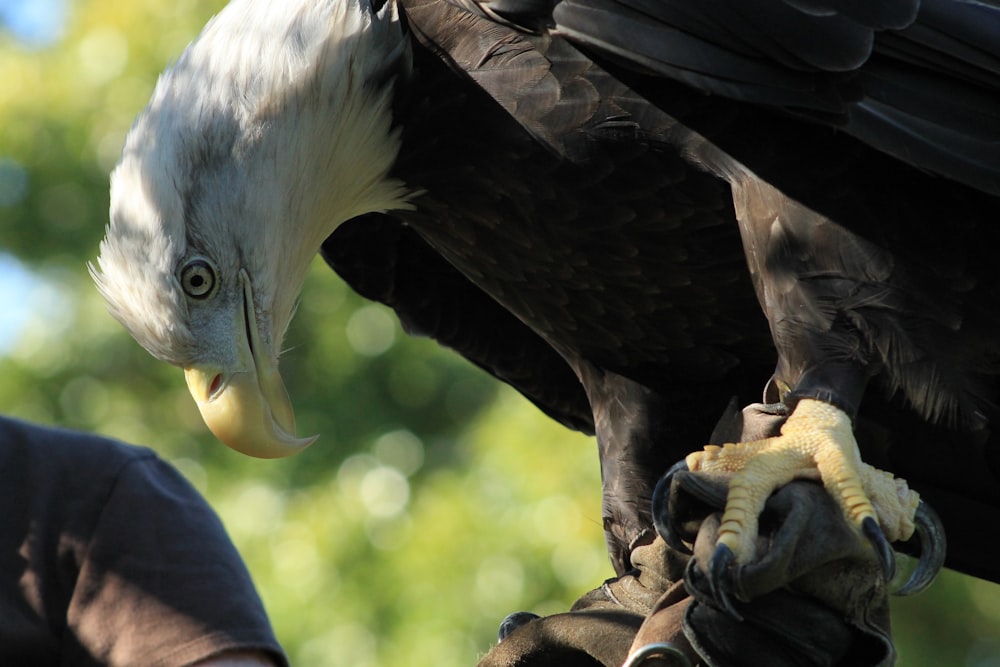 black and white eagle on brown tree branch