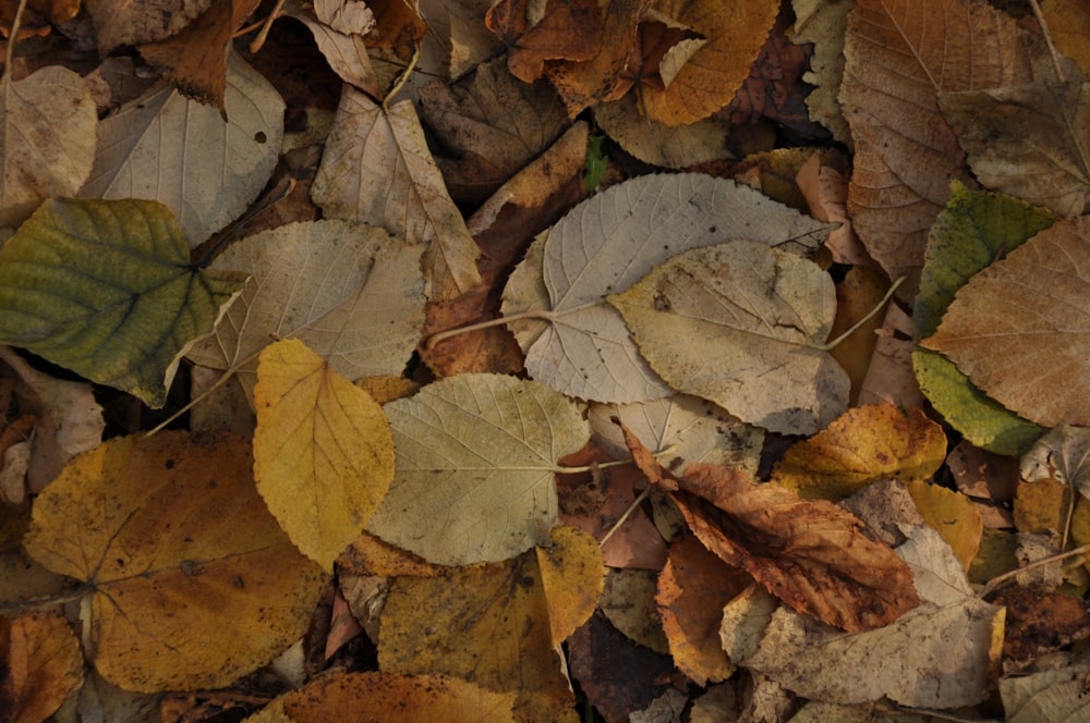 grey leaf on brown dried leaves